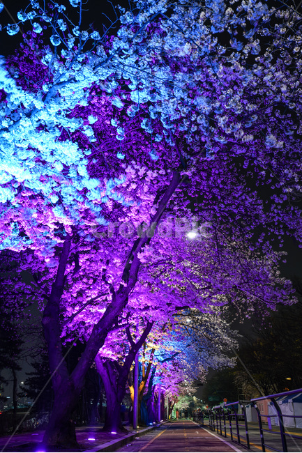 여의도,윤중로,벚꽃축제,벚꽃길,벚꽃,CherryBlossom,야경,야화,nightview,natural,landscape,식물,봄,배경,자연,서울벚꽃,서울명소,힐링,spring,하얀꽃,splendor,화사,flowers,나무,trees,wood,축제,봄,계절,spring,season,야경,밤,풍경,nightscape,night,landscape,도시,city,한국도시풍경,한국도시경관,korea cityscape,식물,자연,plants,nature,나무,trees,wood,light,빛,flare,플레어