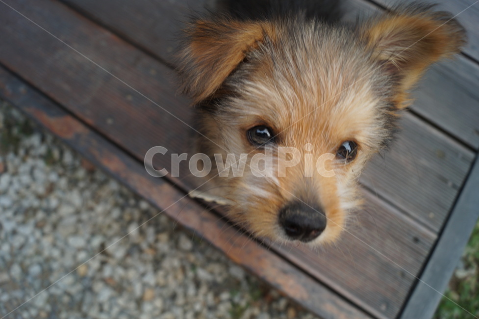 개,dog,animal,canine,puppy,강아지,동물,animal,개,강아지,dog,doggy