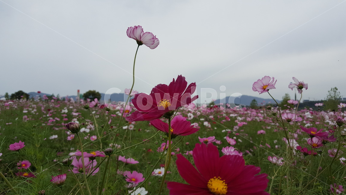 가을꽃,가을,코스모스,꽃축제,꽃,가을,계절,fall,autumn,season,식물,자연,plants,nature,꽃,flower,geranium,제라늄,blossom,plant,petal,꽃잎