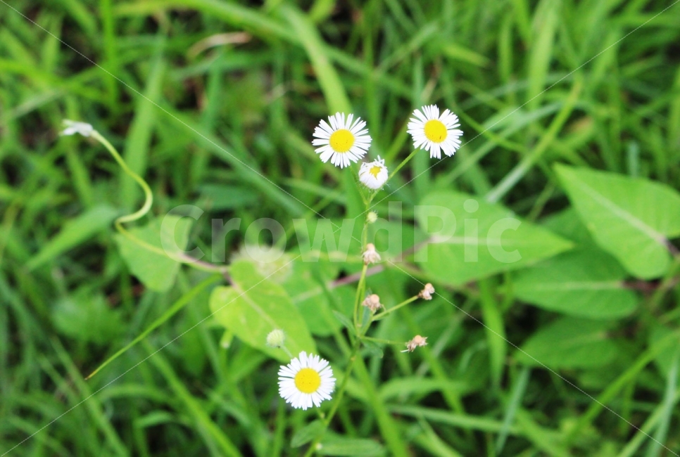 꽃,하양,노랑,하얀꽃,노란꽃,초록,잎,식물,자연,공원,야외,식물,자연,plants,nature,꽃,flower