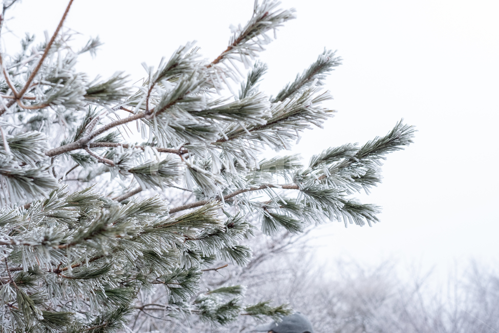 nature,자연,snow,눈,겨울,소나무