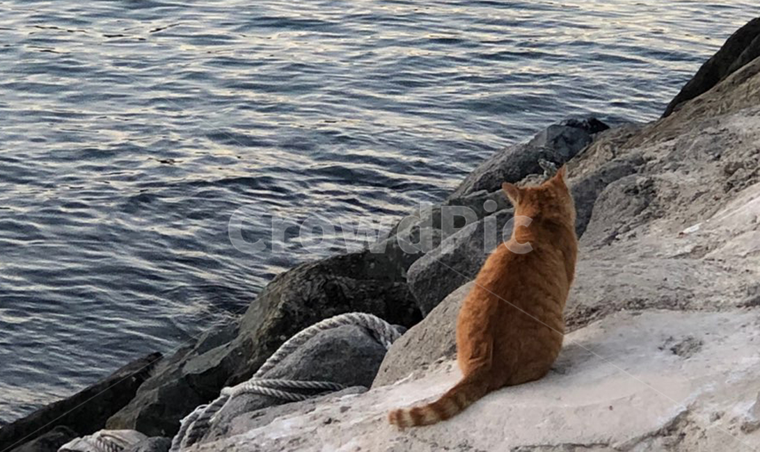 고양이,cat,pet,animal,동물,동물,animal,포유류,mammal,고양이,cat,kitten,kitty