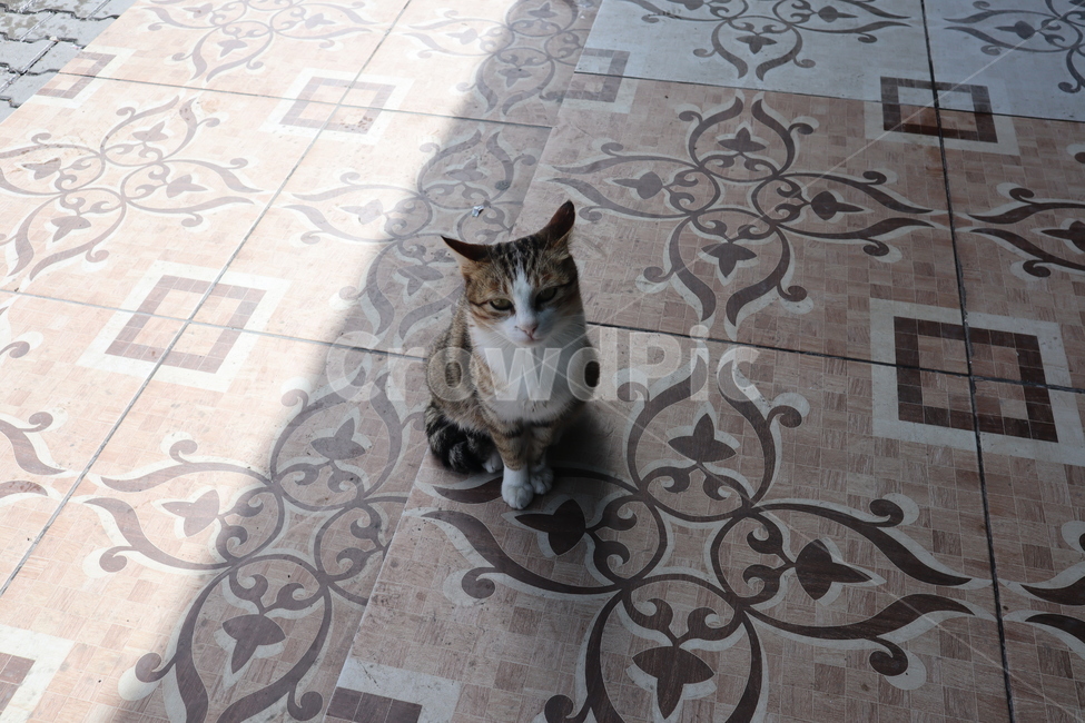 고양이,길고양이,거리,길,동물,cat,street,road,animal,동물,animal,포유류,mammal,고양이,cat,kitten,kitty