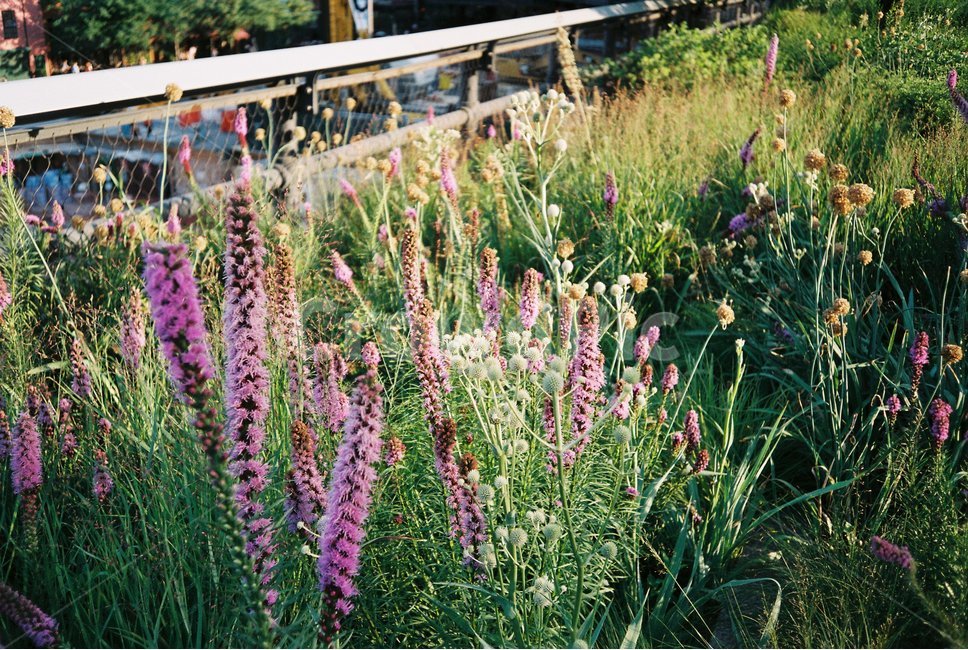 꽃,자연,풀꽃,풀,grass,햇살,flower,green,초록,보라,purple,nature,오후,식물,자연,plants,nature,꽃,flower