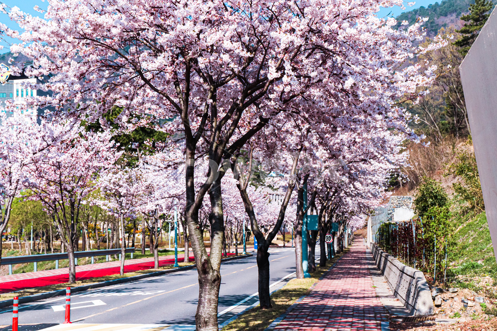 plant,식물,blossom,꽃,cherryblossom,벚꽃,가로수,핑크,봄,풍경