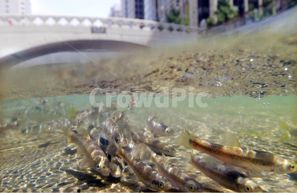 봄,물고기,청계천,자연,fish,spring,개울,봄,계절,spring,season,동물,animal,어류,물고기,fish