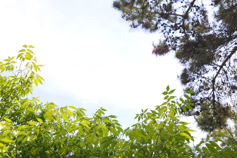 나무,하늘,숲,자연,초록,green,sky