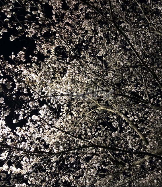 밤,벚꽃,하늘,자연,나무,감성,봄,봄,계절,spring,season,야경,밤,풍경,nightscape,night,landscape,plant,식물