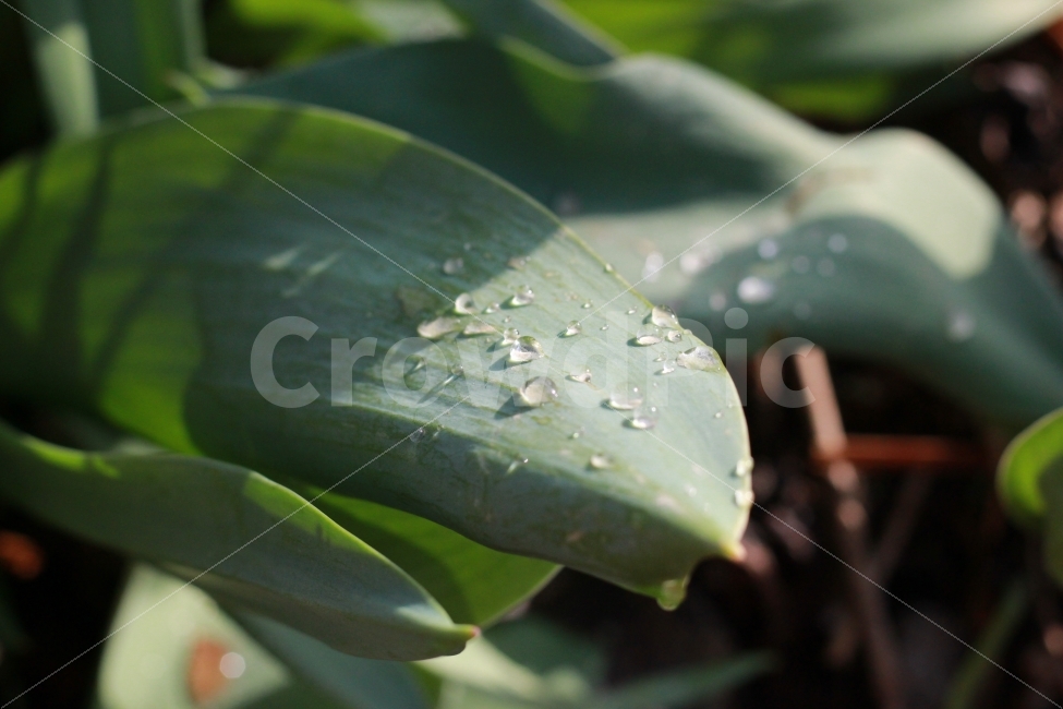 물방울,튤립,빛모아농원,잎,빛,식물,자연,plants,nature