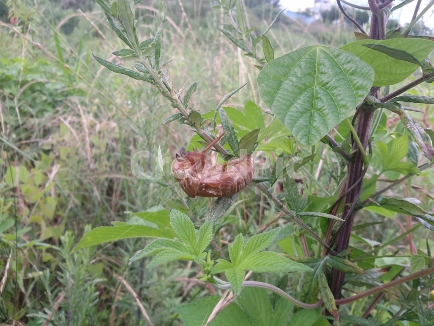 매미허물,자연,풀,매미,허물,곤충,벌레,insect,bug