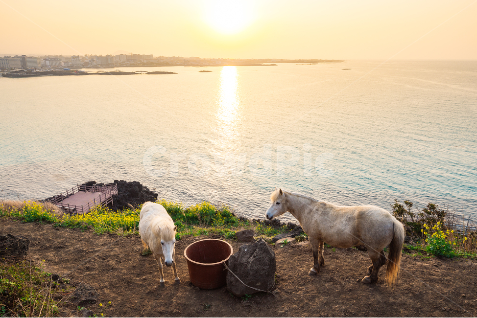 제주도,말,제주말,홀스,노을,감성,바다,해변,동물,제주도,jeju,jeju island,동물,animal,포유류,mammal,산업,industry,industrial,목축업,목장,livestock farming,ranching,pasture