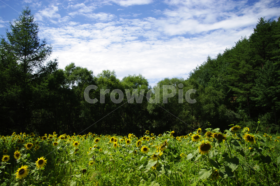해바라기,꽃,flower,식물,plant,나무,구름,하늘,자연,풍경,nature,landscape,field,들,outdoors,옥외,grassland,목초지