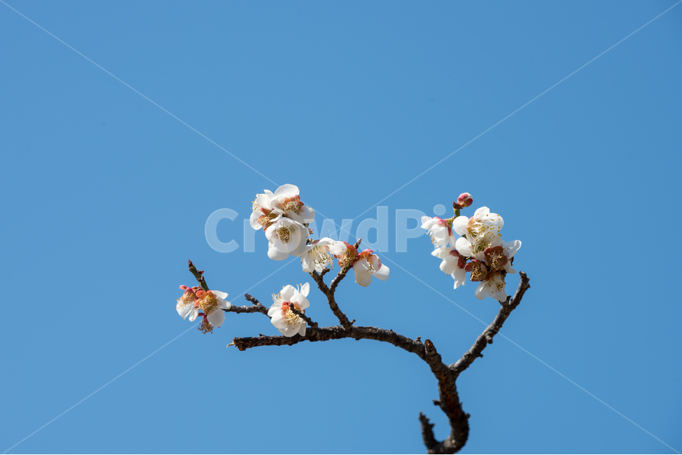 봄,매화,매화꽃,꽃,봄꽃,식물,풍경,자연,spring,flower,natural,landscape,하늘,봄,계절,spring,season,식물,자연,plants,nature,꽃,flower,plant