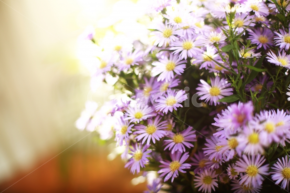 꽃,소국,국화,감성,감성사진,식물,자연,plants,nature,꽃,flower,감성,sensible,feeling