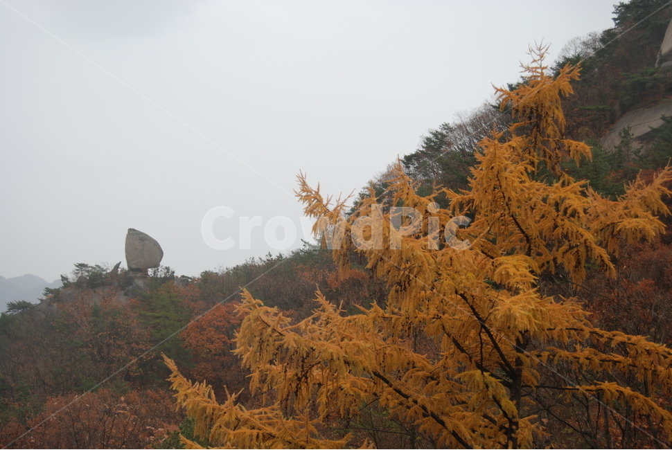 사패산,자연,계절,단풍,탐방로,자연,풍경,nature,landscape,한국자연풍경,한국자연경관,korea nature landscape,식물,plants,나무,trees,wood,plant,tree,conifer,구과 식물