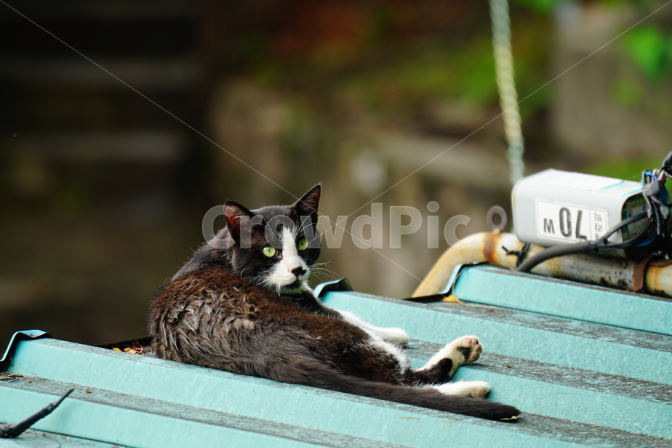 고양이,길고양이,동물,포유류,animal,cat,alleycat,mammal,검은고양이,동물,animal,포유류,mammal,고양이,cat,kitten,kitty