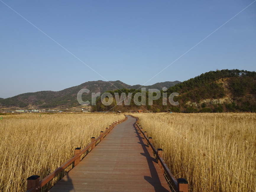 순천만,갈대밭,순천갈대밭,순천만갈대밭,순천습지,자연,풍경,nature,landscape,한국자연풍경,한국자연경관,korea nature landscape