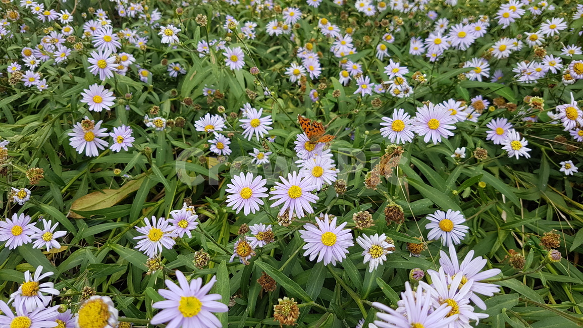 들꽃,나비,자연,들국화,호랑나비,꽃,가을,flower,plant,곤충