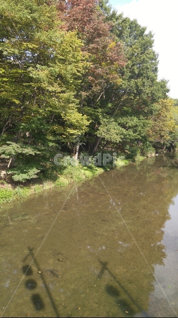 냇물,도랑,옥외,nature,나무,natural,wood,water,풍경,outdoors