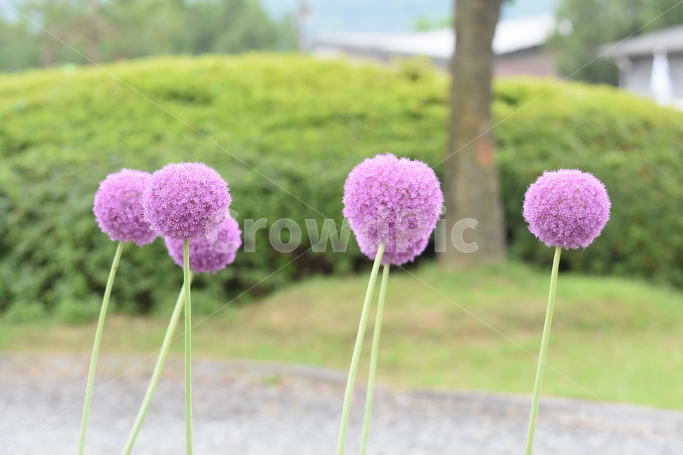 식물,꽃,알리움,보라,보라꽃,보라색,purple,flower,식물,자연,plants,nature,꽃,flower