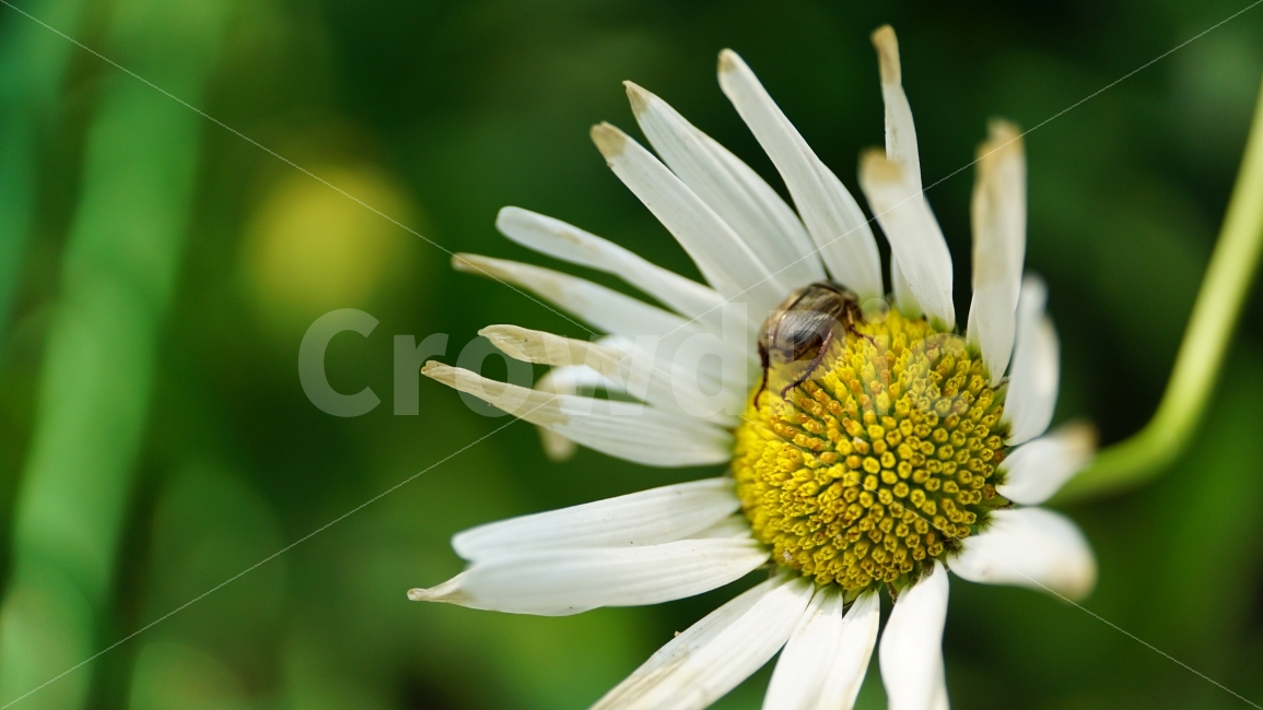 샤스타데이지,꽃,플라워,식물,자연,flower,nature,곤충,벌레,insect,동물,animal,꽃사진,접사,macro,풍경,landscape,노랑,노란색,yellow,plants,스냅,스냅사진,snap,snapshot,white,흰색,식물,자연,plants,nature,동물,animal,곤충,벌레,insect,bug,꽃,flower