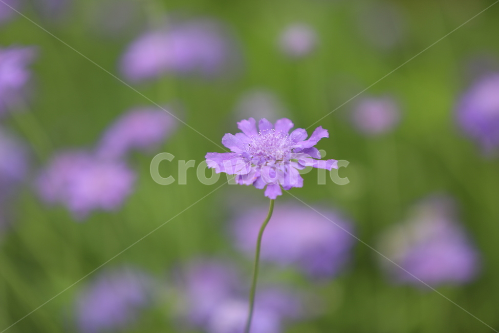 야생화,꽃,보라색,화사함,가을꽃,식물,자연,plants,nature,꽃,flower
