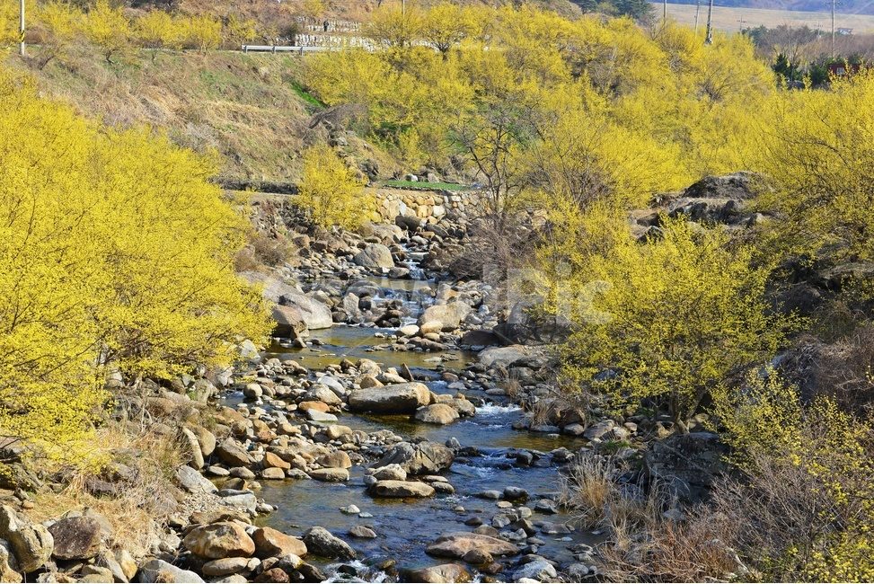 전남,구례,산동,산수유마을,산동산수유마을,산수유,산수유꽃,봄꽃,봄,계절,노랑꽃,mountain,산,mountainrange,산맥,nature,자연,outdoors,옥외,water,물,자연,풍경,nature,landscape