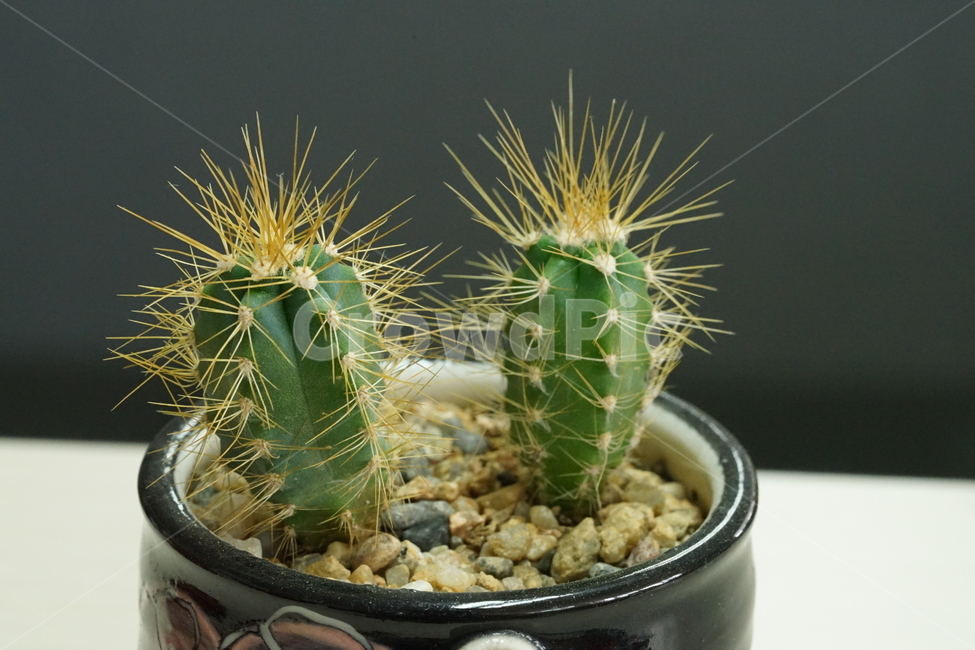 선인장,가시,식물,접사,생명,화분,생물,식물,자연,plants,nature,실내용화초,화분,화초,house plant