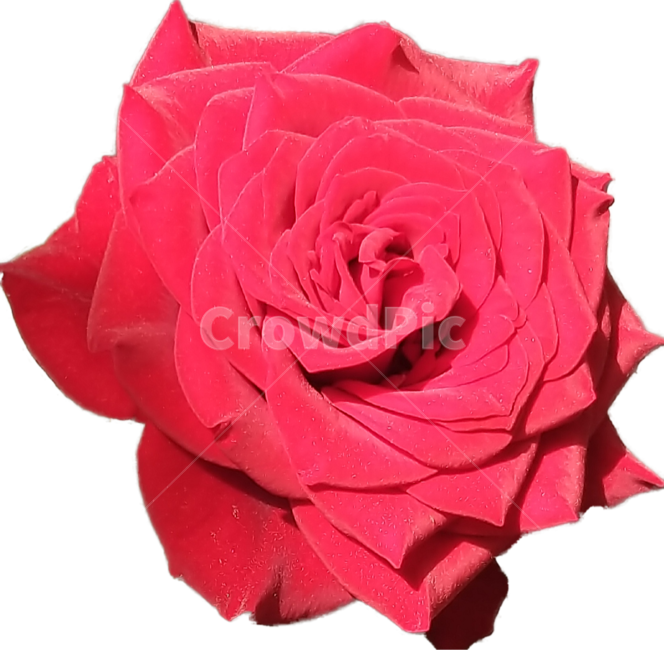꽃,장미꽃,모란꽃,꽃한송이,붉은꽃,flower,redflower,꽃,flower,누끼,remove background
