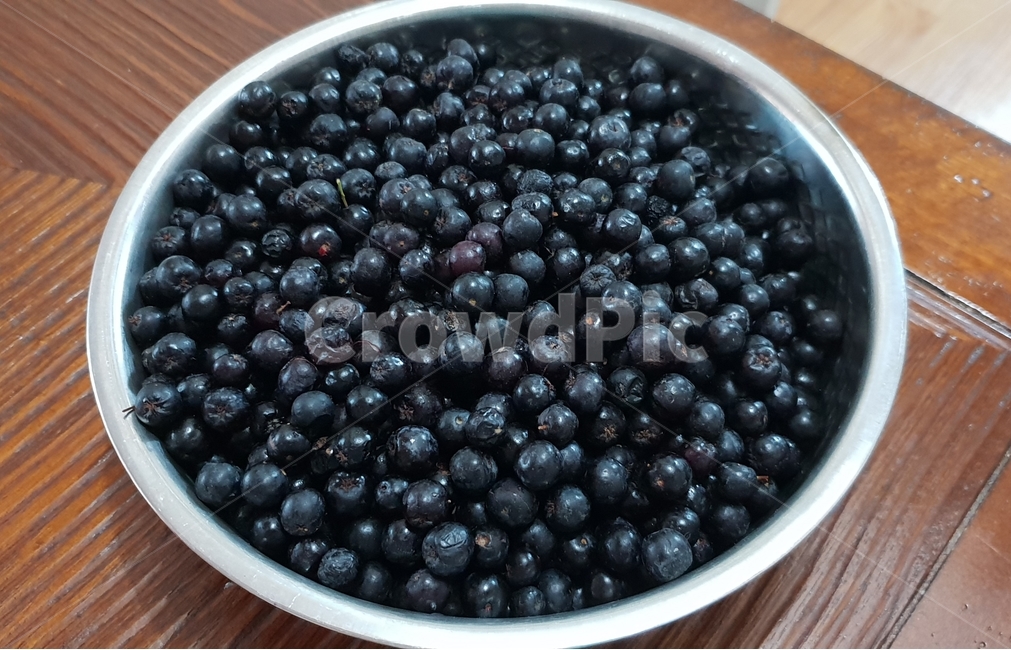 아로니아,아로니아청,보라,열매,식물,plant,싱싱한,aronia,베리,berry,purple