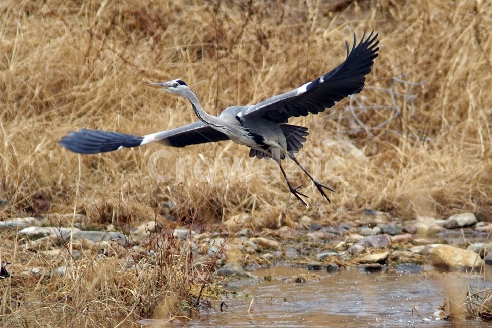 부산,수영강,조류,왜가리,자연,새,물새,비상,동물,animal,조류,새,birds