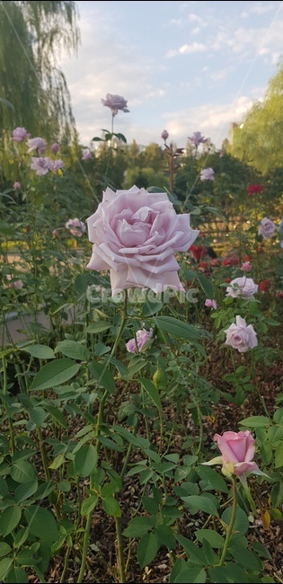 rose,장미,꽃,floral,nature,bloom,flower,garden,정원,petal,꽃잎