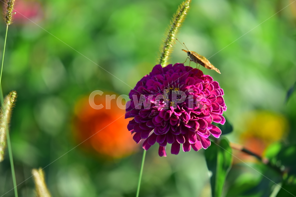 백일홍,꽃,식물,플라워,나비,곤충,꽃잎,백일초,flower,blossom,plants,butterfly,식물,자연,plants,nature,꽃,flower