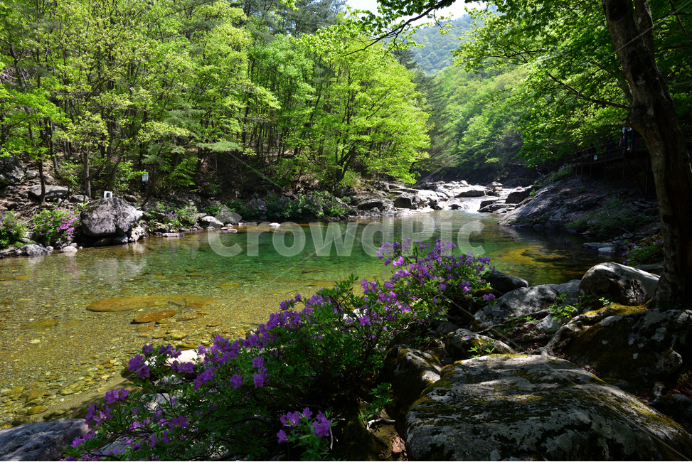지리산,뱀사골,계곡,철쭉,봄,여행,풍경,비경,명산,국립공원,산행,등산,트레킹,NationalPark,힐링,감성,전망,조망,아름다운,수려한,nature,lanscape,계절,season,자연,landscape,한국자연풍경,한국자연경관,여름,계절,summer,season,자연,풍경,nature,landscape,한국자연풍경,한국자연경관,korea nature landscape,휴식,힐링,rest,relaxation,healing,water,물,outdoors,옥외,stream,흐름,creek,작은 만