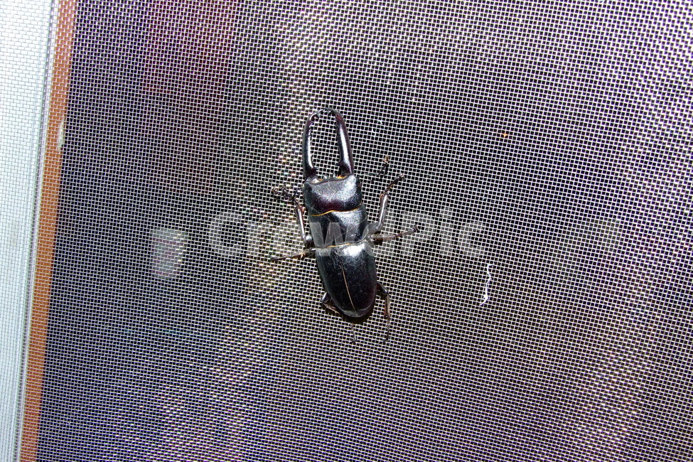 사슴벌레,벌레,곤충,bug,검정색곤축,동물,animal,곤충,벌레,insect,bug