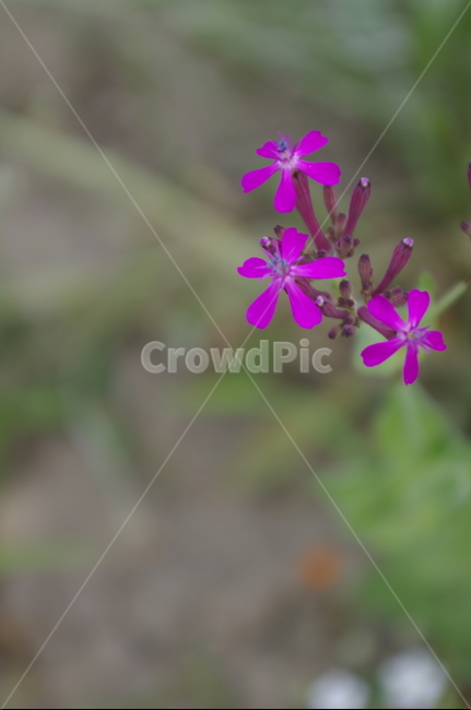 꽃,flower,식물,plant,자연,nature,끈끈이대나물