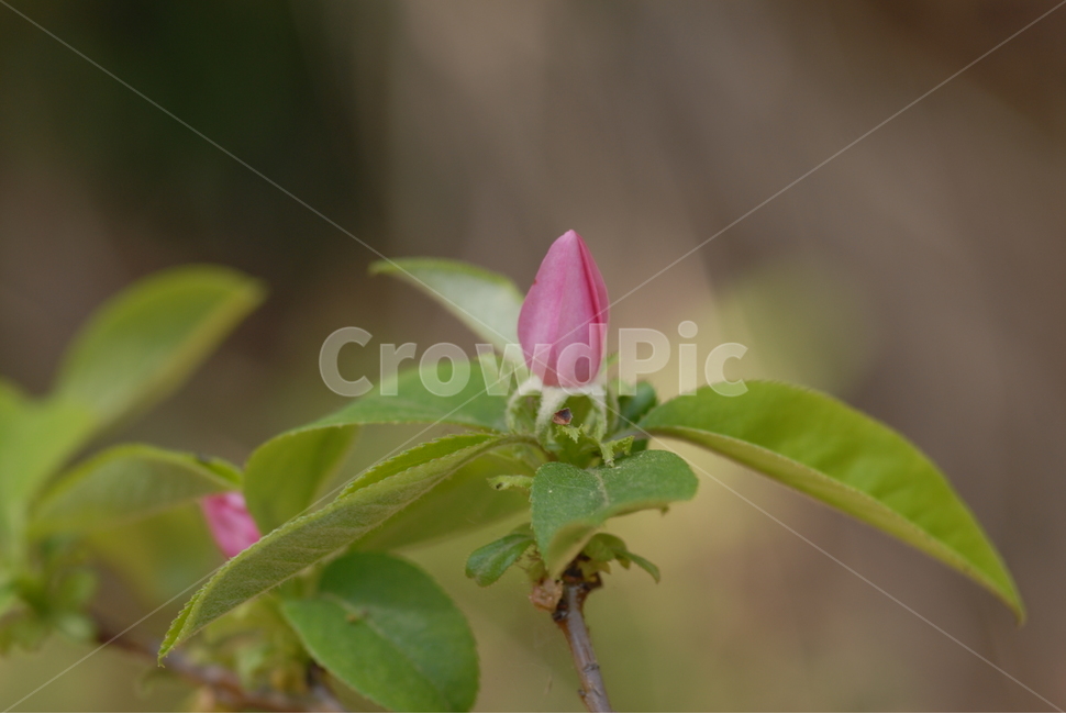 꽃,사과꽃,봄꽃,사과,붉은색,과일꽃,꽃,flower