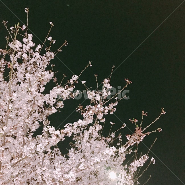 벚꽂,야경,봄,꽃,배경,봄,계절,spring,season,plant,식물
