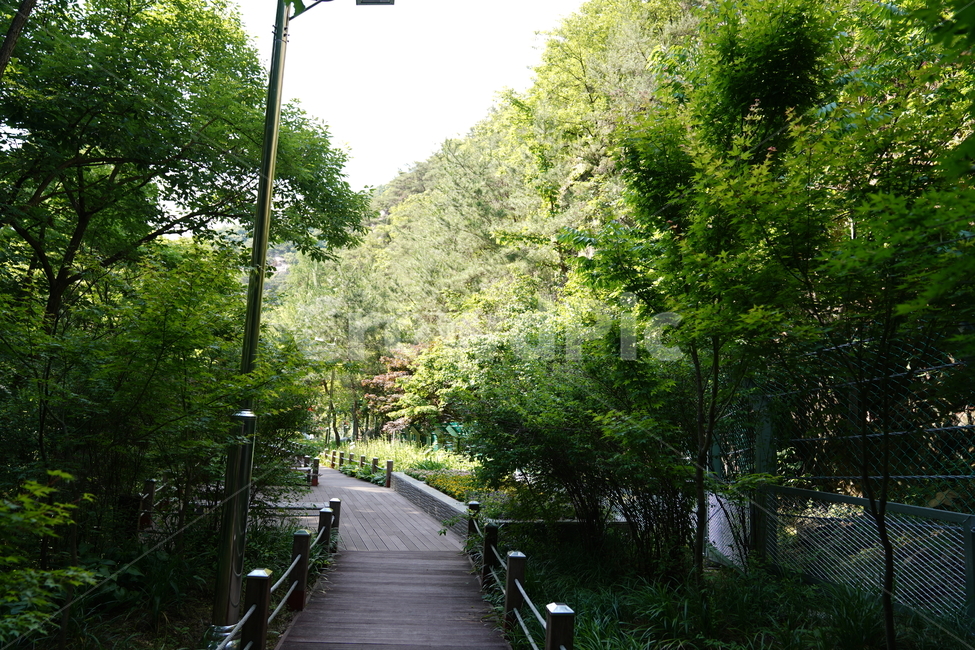 식물,나무,숲길,산책,tree,자연,풍경,nature,landscape,식물,plants,나무,trees,wood