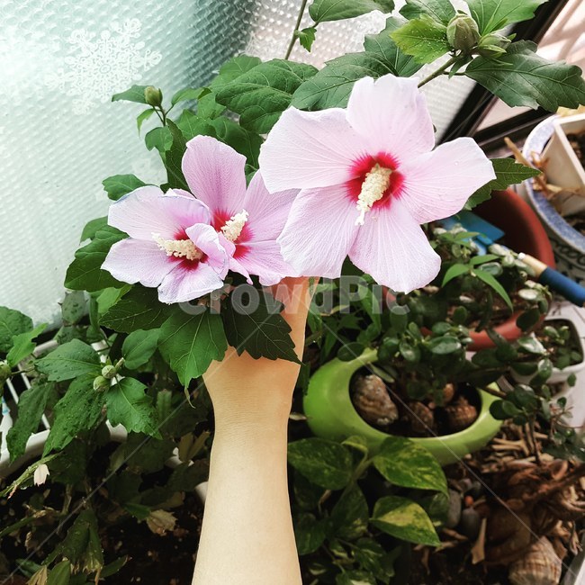 무궁화,집,화초,화분,우리나라꽃,한국,한국꽃