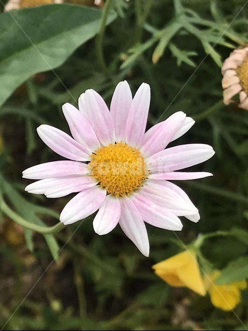 플라워,꽃,자연,flower,식물