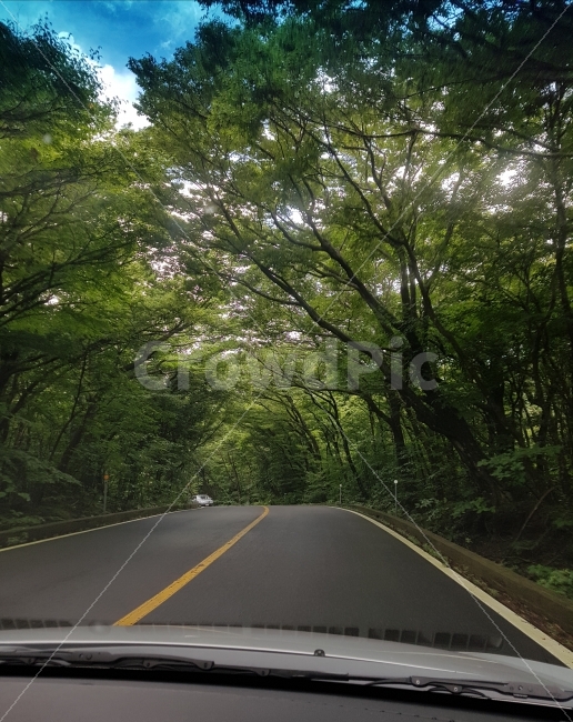 제주,제주도,516도로,숲,숲터널,길,나무,감성사진,풍경,자연,풍경,nature,landscape,교통,교통수단,traffic,transportation,road,도로,asphalt,아스팔트,highway,고속도로,freeway,고속 도로