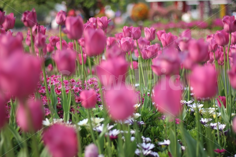 봄,꽃,식물,튤립,tulip,tulips,flower,summer,snapshot,snap,스냅,스냅샷,식물사진,꽃사진,봄,계절,spring,season,식물,자연,plants,nature,꽃,flower,plant