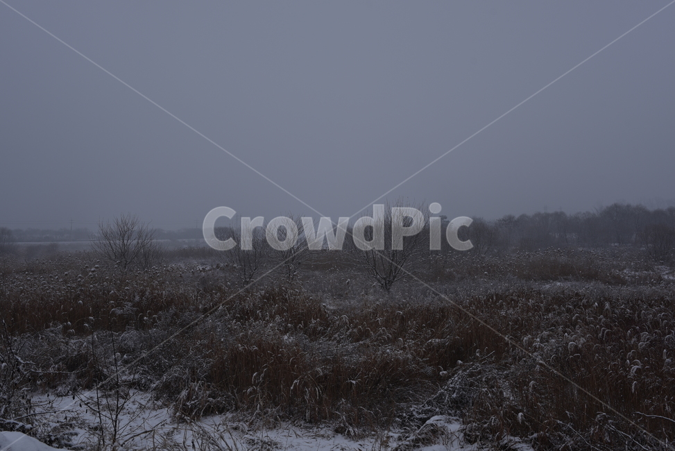 nature,자연,안개,들,겨울,눈,snow,winter,풍경,겨울,계절,winter,season