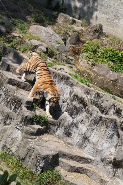 호랑이,일본호랑이,일본동물원,동물원,맹수,동물,animal,포유류,mammal