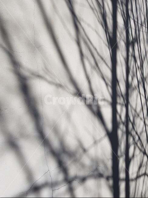 벽,그림자,명암,나뭇가지,실루엣,silhouette,shodow,contrast,wall,bw,실루엣,그림자,silhouette,shadow