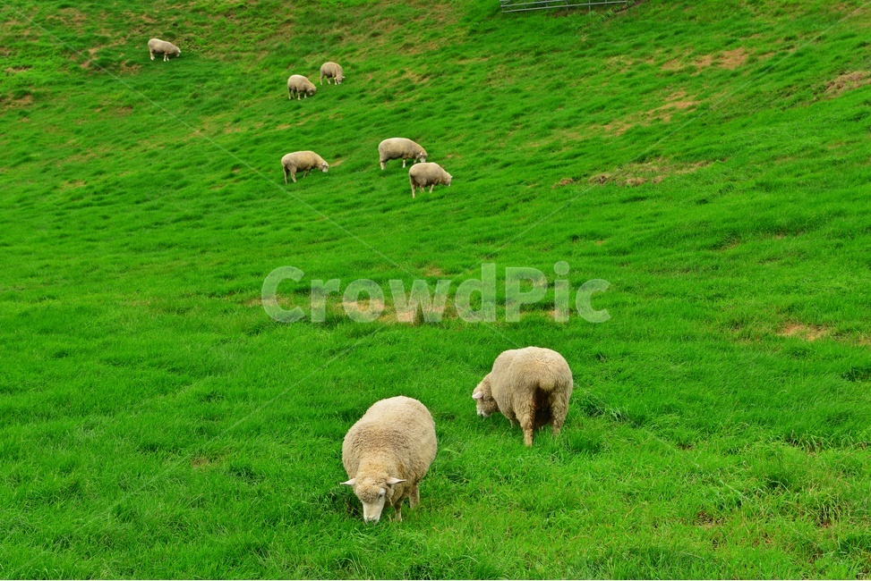 field,들,grassland,outdoors,옥외,nature,강원도,평창,대관령,양떼목장,자연,sheep,양,animal,동물,mammal,포유류,grazing,방목,farm,rural,농촌,meadow,목초지,ranch,농장,pasture,목장,경치,경관,풍경,구름,동물,animal,포유류,mammal,목축업,목장,livestock farming,ranching,pasture