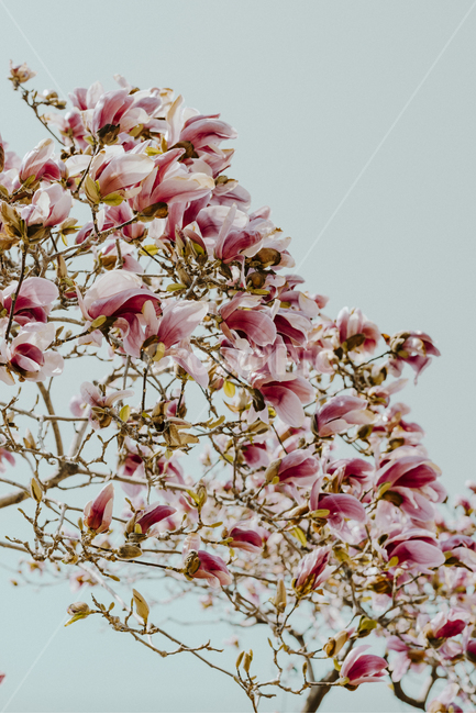 자목련,꽃,식물,자연,봄,목련,봄꽃,나무,flower,nature,magnolia,magnolialiliflora,spring,blossom,자주목련,봄,계절,spring,season,식물,자연,plants,nature,꽃,flower,plant