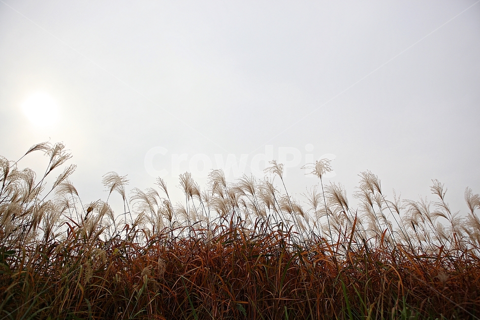 갈대,억새,잡초,식물,풍경,풀,자연,공원,하늘,흐림,가을,계절,fall,autumn,season,grass,잔디,plant,lawn,reed