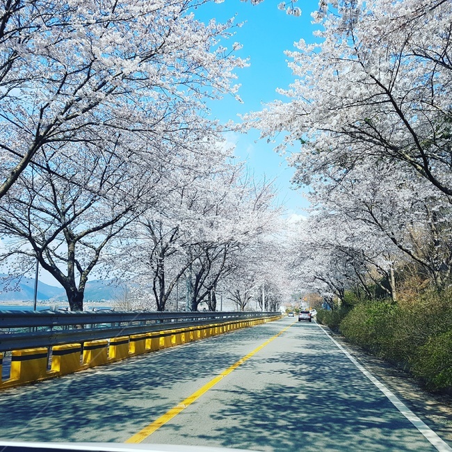 봄,벚꽃,꽃,꽃길,도로,봄,계절,spring,season